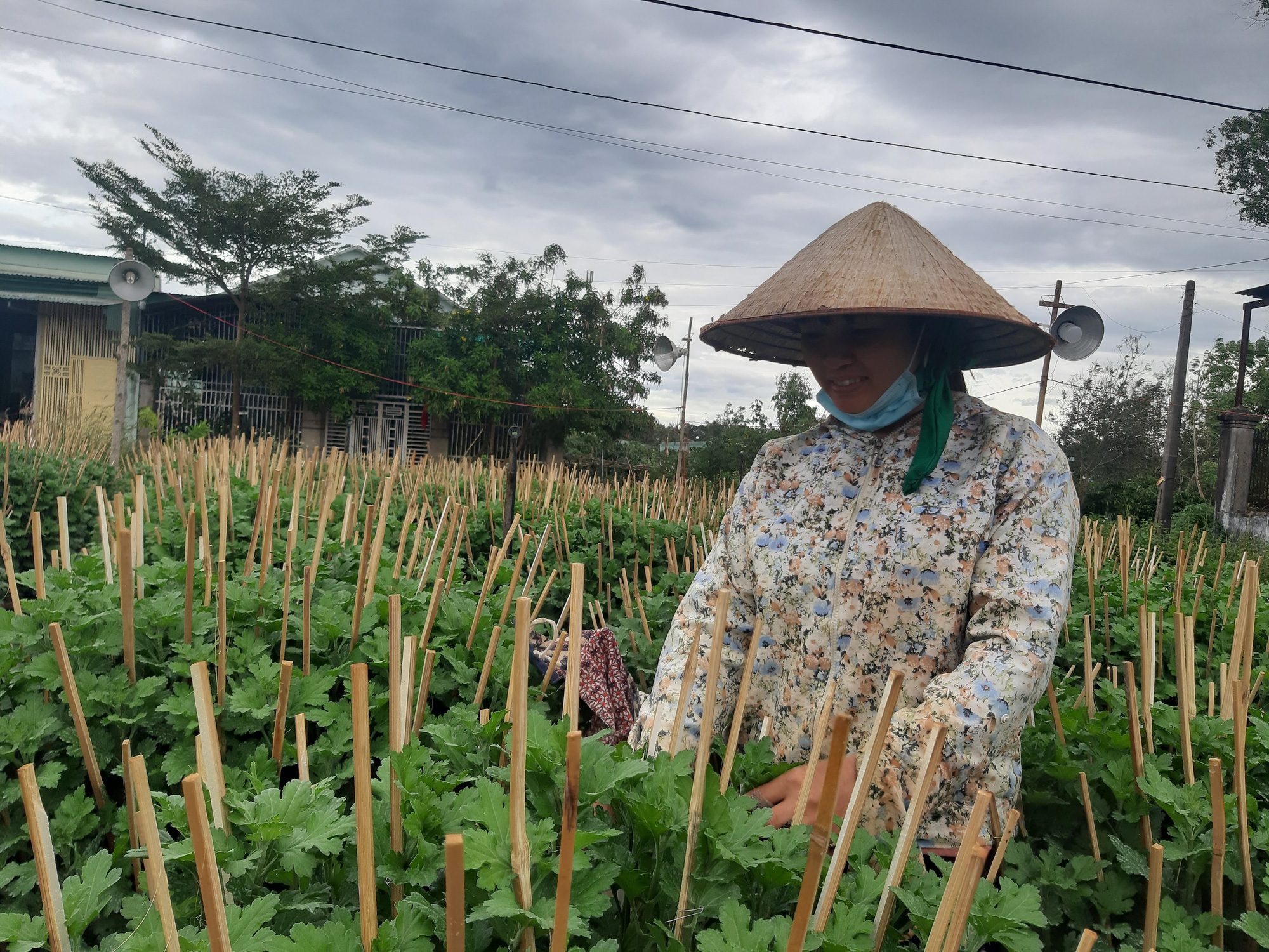 Gia Lai: Dù đã giảm quy mô, nhiều nông dân trồng cúc vẫn lo ế hàng - Ảnh 2.