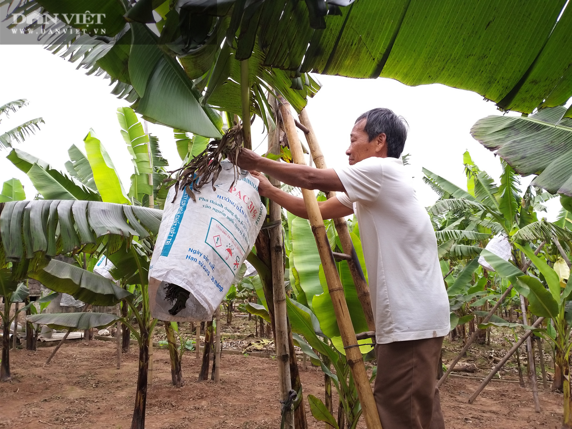 Ảnh hưởng Covid-19 đại gia cá kho Bá Kiến ế ẩm, người trồng chuối tiến vua lo &quot;cháy hàng&quot; - Ảnh 5.