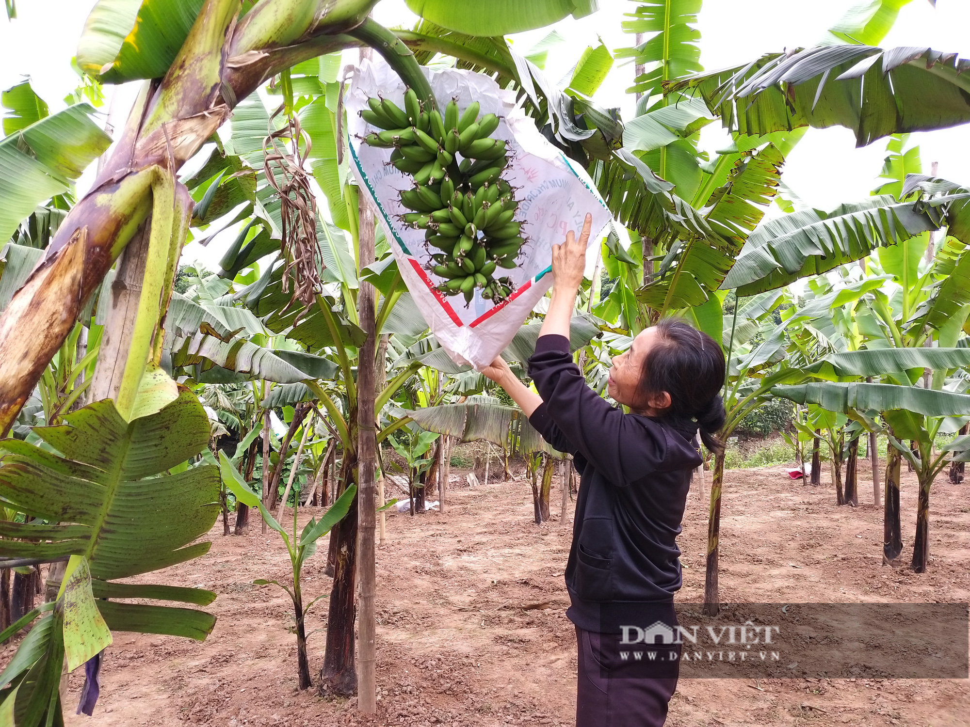 Ảnh hưởng Covid-19 đại gia cá kho Bá Kiến ế ẩm, người trồng chuối tiến vua lo &quot;cháy hàng&quot; - Ảnh 6.