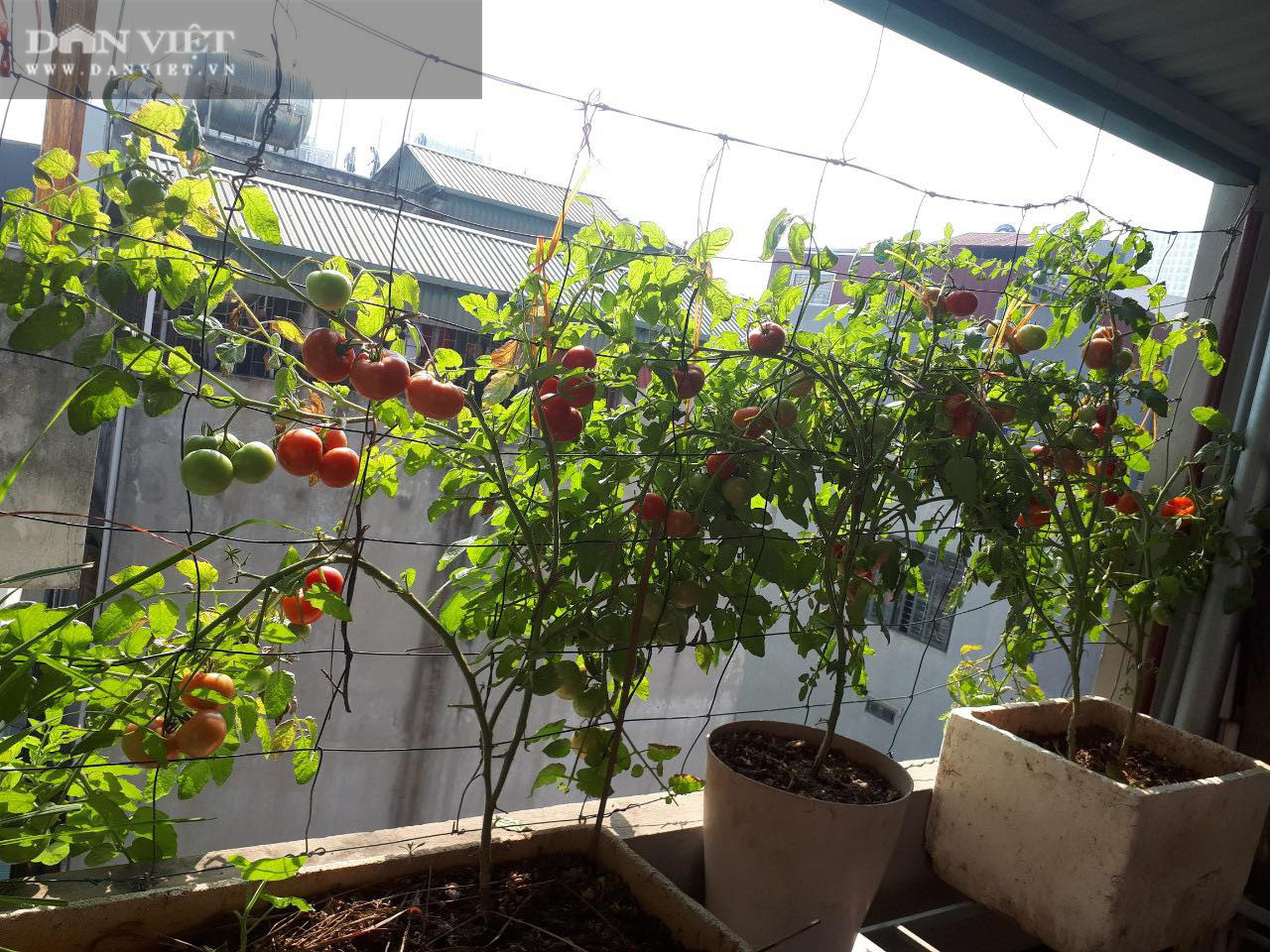 Những cây cà chua sai quả trong vườn nhà chị Thủy.