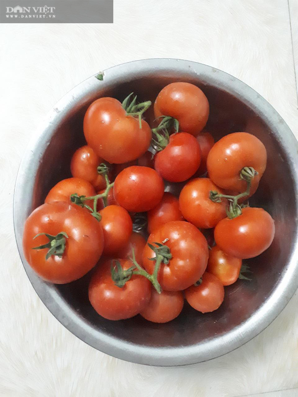 Những quả cà chua chín mọng do chị Thủy thu hoạch.