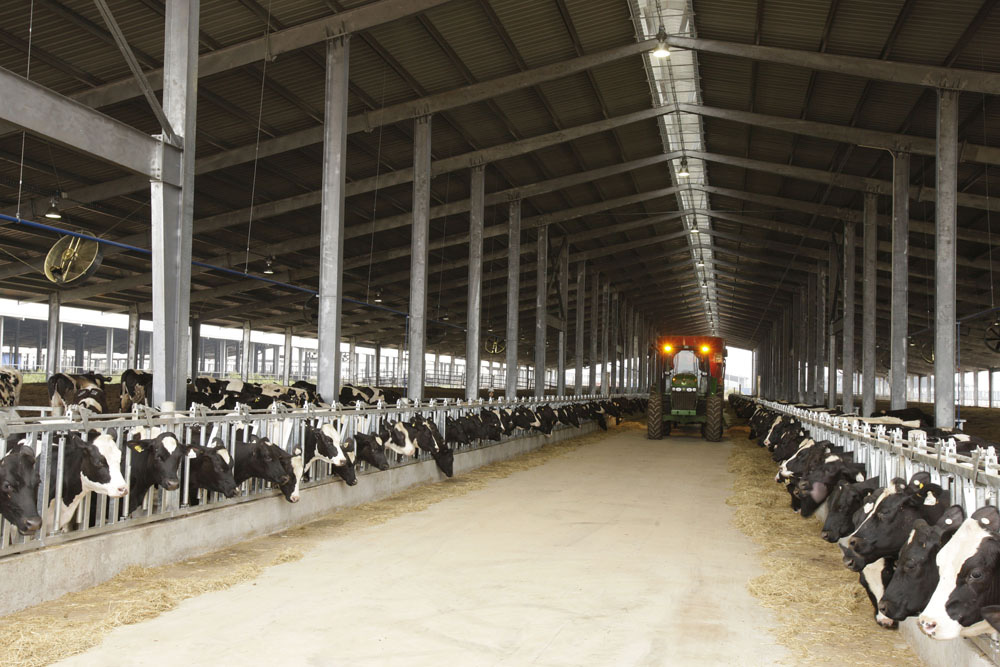 Vững đà tăng trưởng, TH true MILK đón đàn bò sữa cao sản nhập khẩu đầu tiên trong năm 2021 - Ảnh 8.