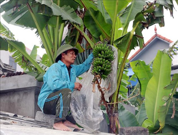 Hà Nam: Trồng loài chuối ngự Đại Hoàng ra quả tiến vua, sao thương lái cứ lo khan hiếm? - Ảnh 1.