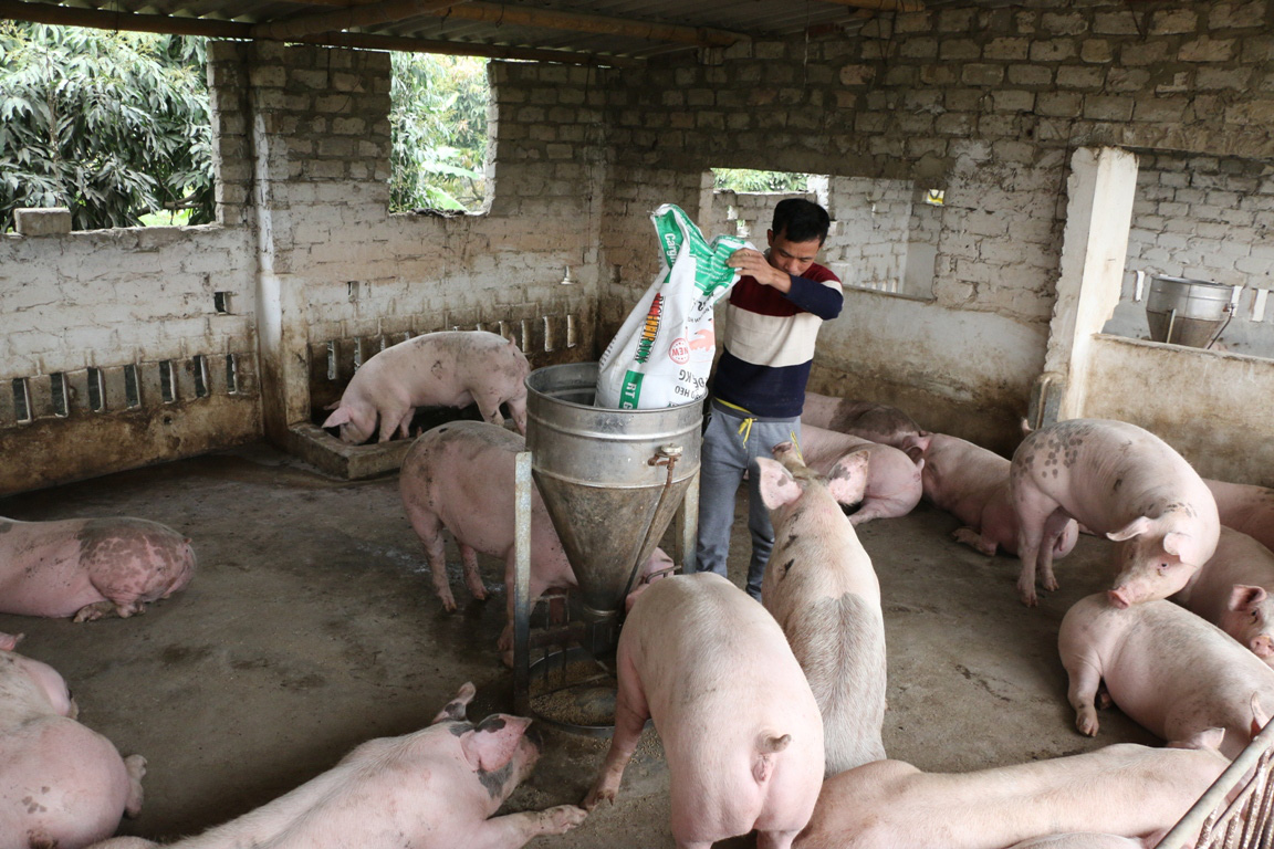 Giá nông sản hôm nay (13/1): Lợn hơi đồng loạt tăng mạnh, cao nhất 85.000 đồng/kg - Ảnh 1.