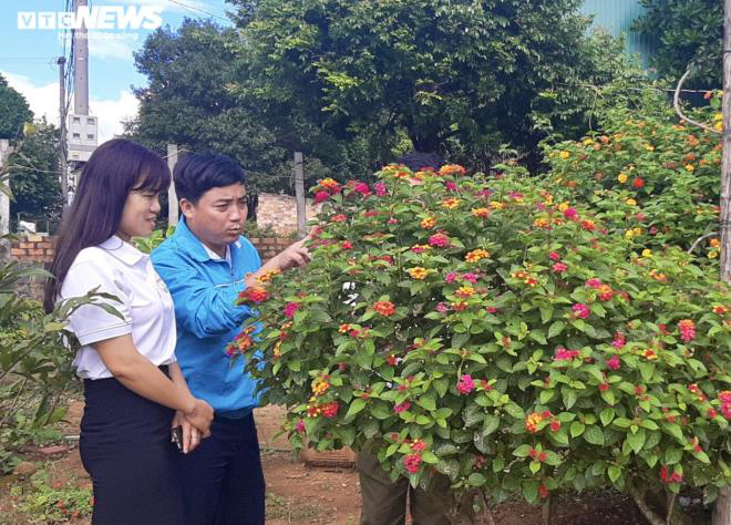 Gia Lai: Đem loài hoa dại ven đường về hóa trang thành cây cảnh chưng Tết, nông dân đút túi tiền triệu - Ảnh 11.