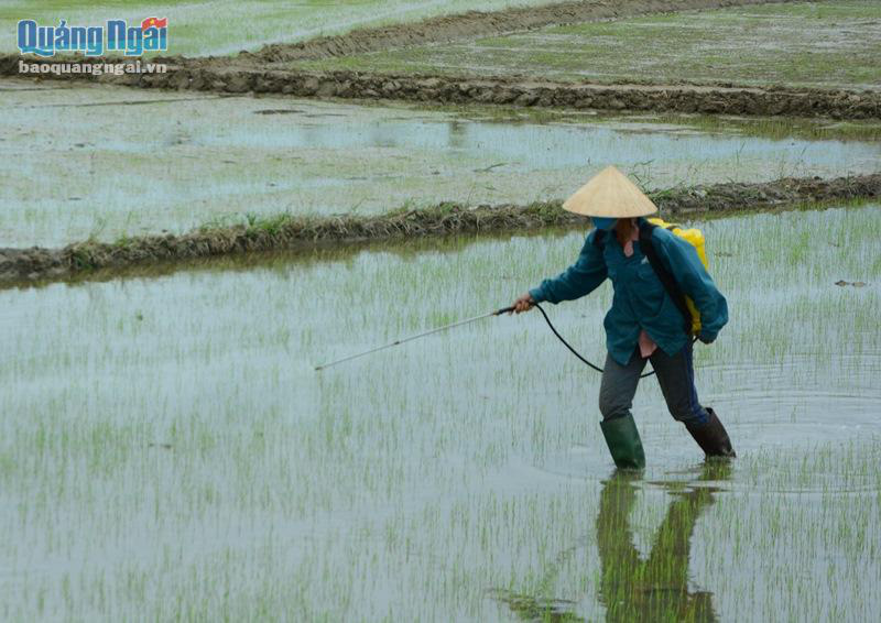 Quảng Ngãi: Ốc bươu vàng xuất hiện bất ngờ, nông dân diệt không xuể, núp trong bạt đêm bò ra cắn phá ớt - Ảnh 3.