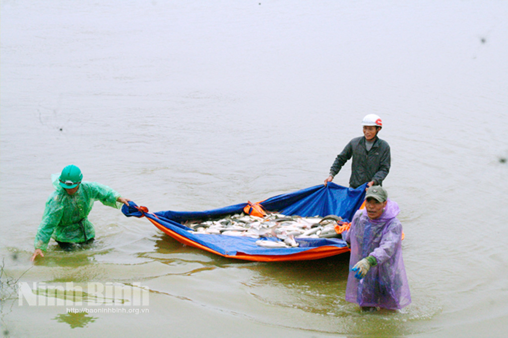 Ninh Bình: Nuôi cá ruộng, bắt hàng tấn toàn cá ngon trong rét mướt, bán giá rẻ sao nông dân vẫn phấn khởi? - Ảnh 1.