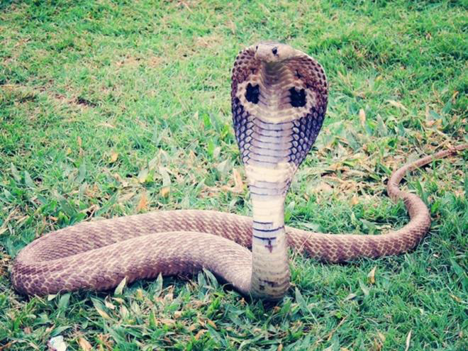 Bạn có biết cách phân biệt những loài rắn độc ở Việt Nam? - Ảnh 1.
