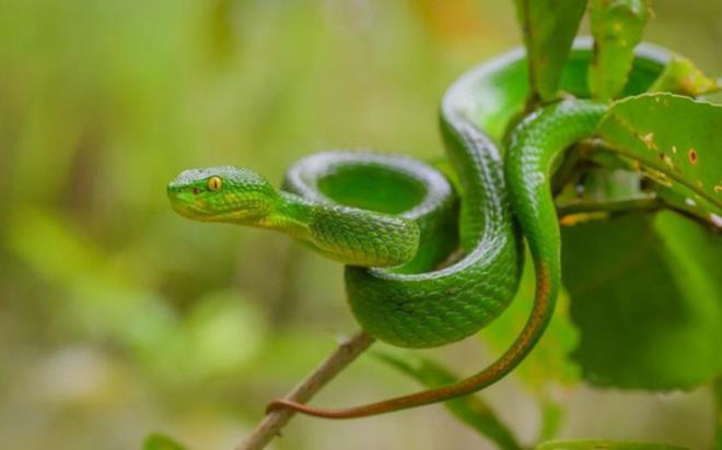 Bạn có biết cách phân biệt những loài rắn độc ở Việt Nam? - Ảnh 7.