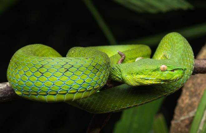 Bạn có biết cách phân biệt những loài rắn độc ở Việt Nam? - Ảnh 8.