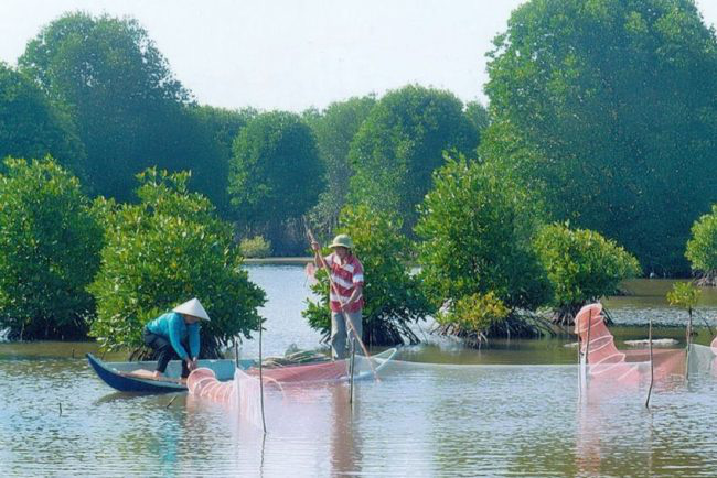 Cà Mau: Nuôi tôm dưới tán rừng, bắt toàn tôm to chuẩn sạch, khách Đại sứ quán Thụy Sỹ ăn còn mê - Ảnh 4.