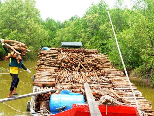 Cà Mau: Nuôi tôm dưới tán rừng, bắt toàn tôm to chuẩn sạch, khách Đại sứ quán Thụy Sỹ ăn còn mê - Ảnh 2.