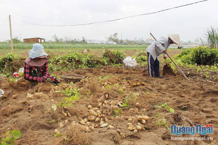 Quảng Ngãi: Trúng mùa, dân đào la liệt các thứ củ đặc sản này, đào đến đâu thương lái &quot;khuân&quot; đến đó - Ảnh 1.