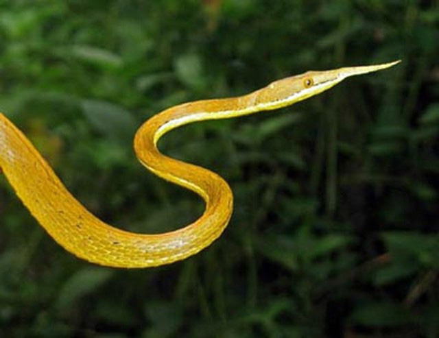 Loài rắn lạ có đuôi như nhện được ví như... lưỡi hái thần chết - Ảnh 8.