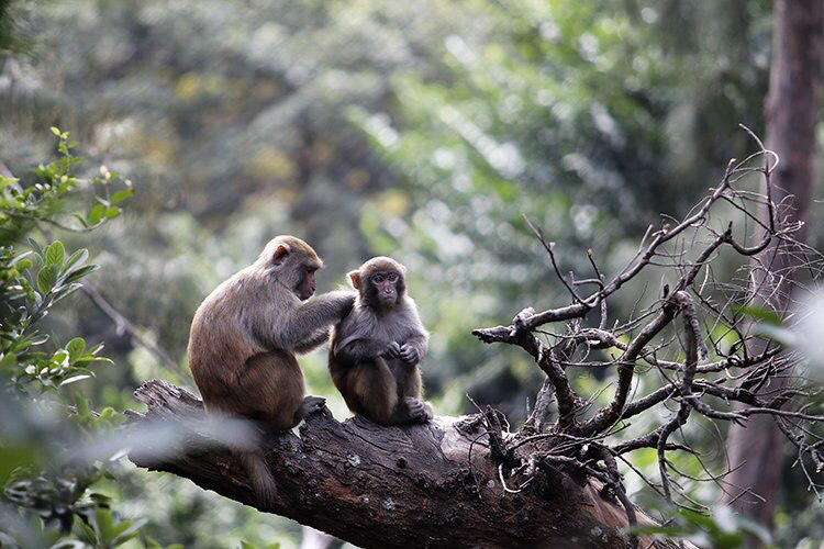 Quảng Ninh: Ra đảo xem nuôi loài khỉ đang được tiêm thử nghiệm vaccine COVID-19 của Việt Nam - Ảnh 4.