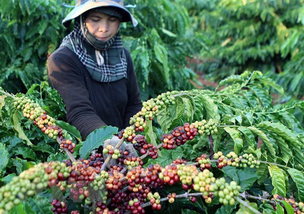 Giá nông sản hôm nay (16/1): Tiêu tiếp tục những ngày giao dịch ảm đạm, cà phê đảo chiều tăng - Ảnh 1.