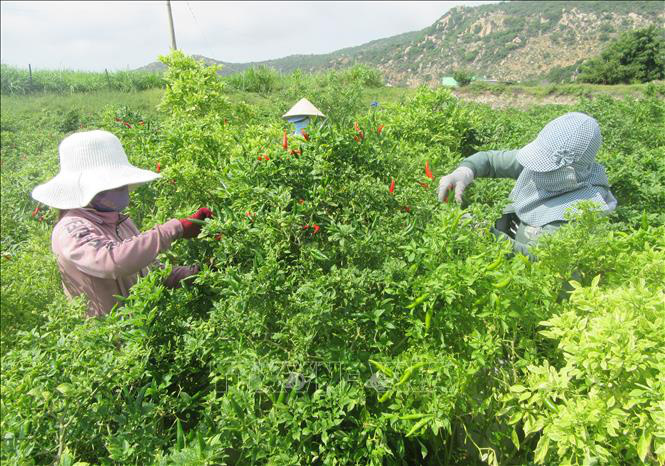 Ninh Thuận: Thứ cây dễ trồng, ít tốn công chăm, hái trái mỏi tay, nông dân trúng đậm - Ảnh 3.