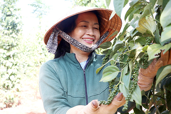 Những trăn trở ở vùng trồng tiêu - Ảnh 2.