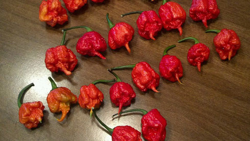 ớt Carolina Reaper