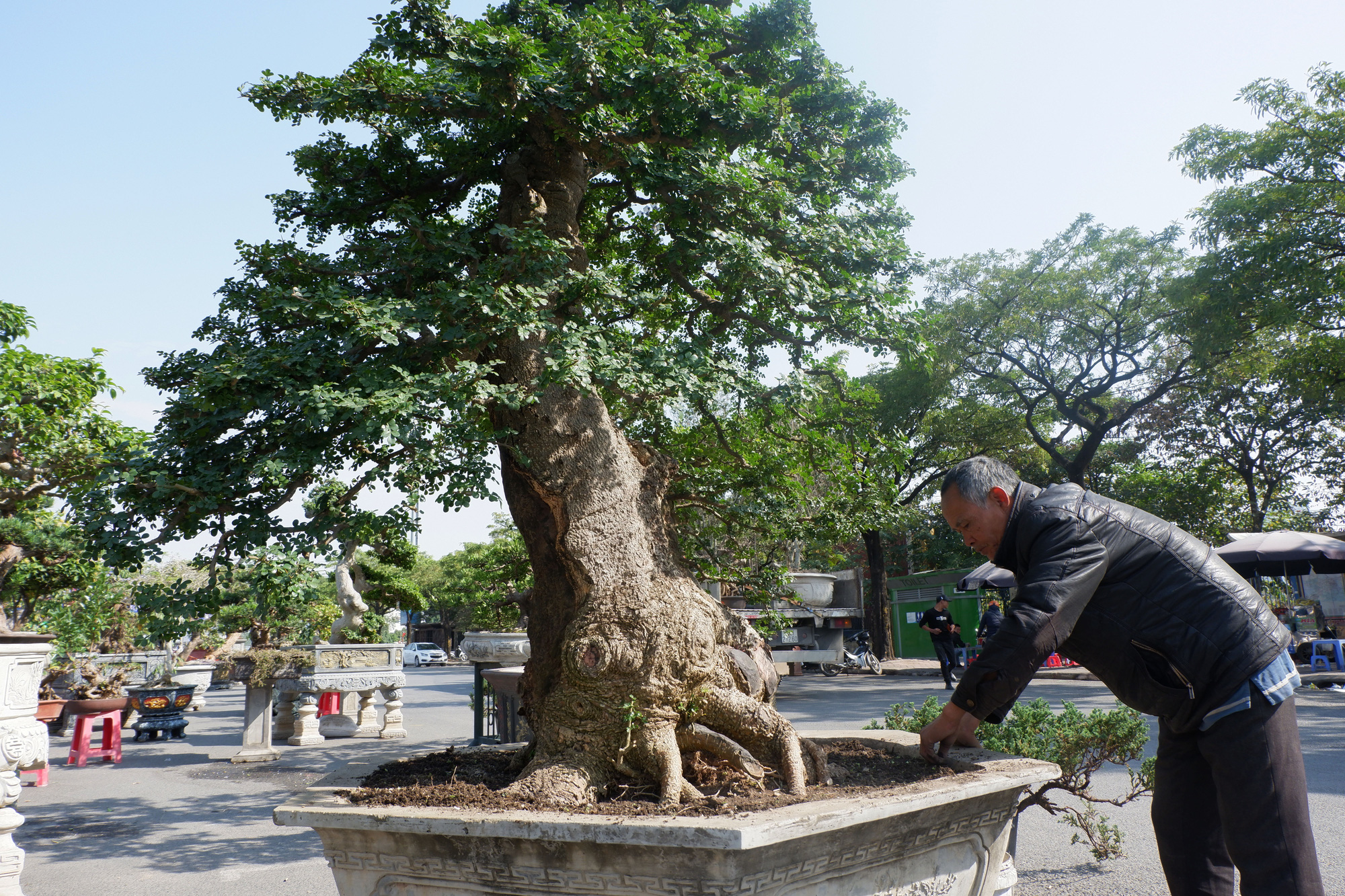 Hải Dương: Lão nông sở hữu &quot;cụ&quot; cây 100 năm tuổi, làm được cả thuốc, có người trả 250 triệu vẫn chưa bán - Ảnh 4.