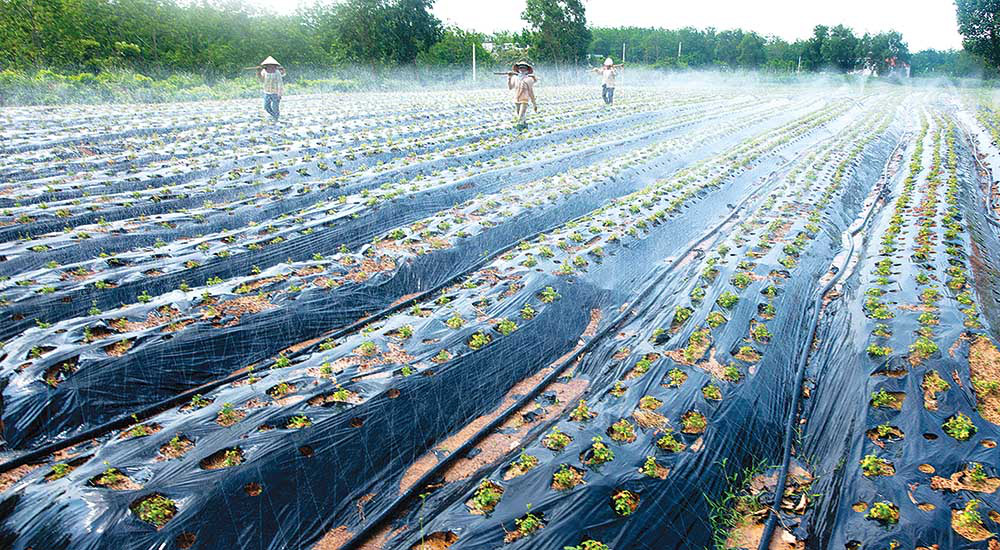 Phát triển nông nghiệp công nghệ cao: Hướng đi đầy triển vọng tại Quảng Bình - Ảnh 1.