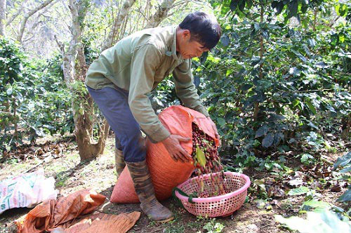 Giá nông sản hôm nay (17/1): Lợn hơi liên tục tăng giá trong tuần, tiêu chưa có dấu hiệu khởi sắc - Ảnh 2.