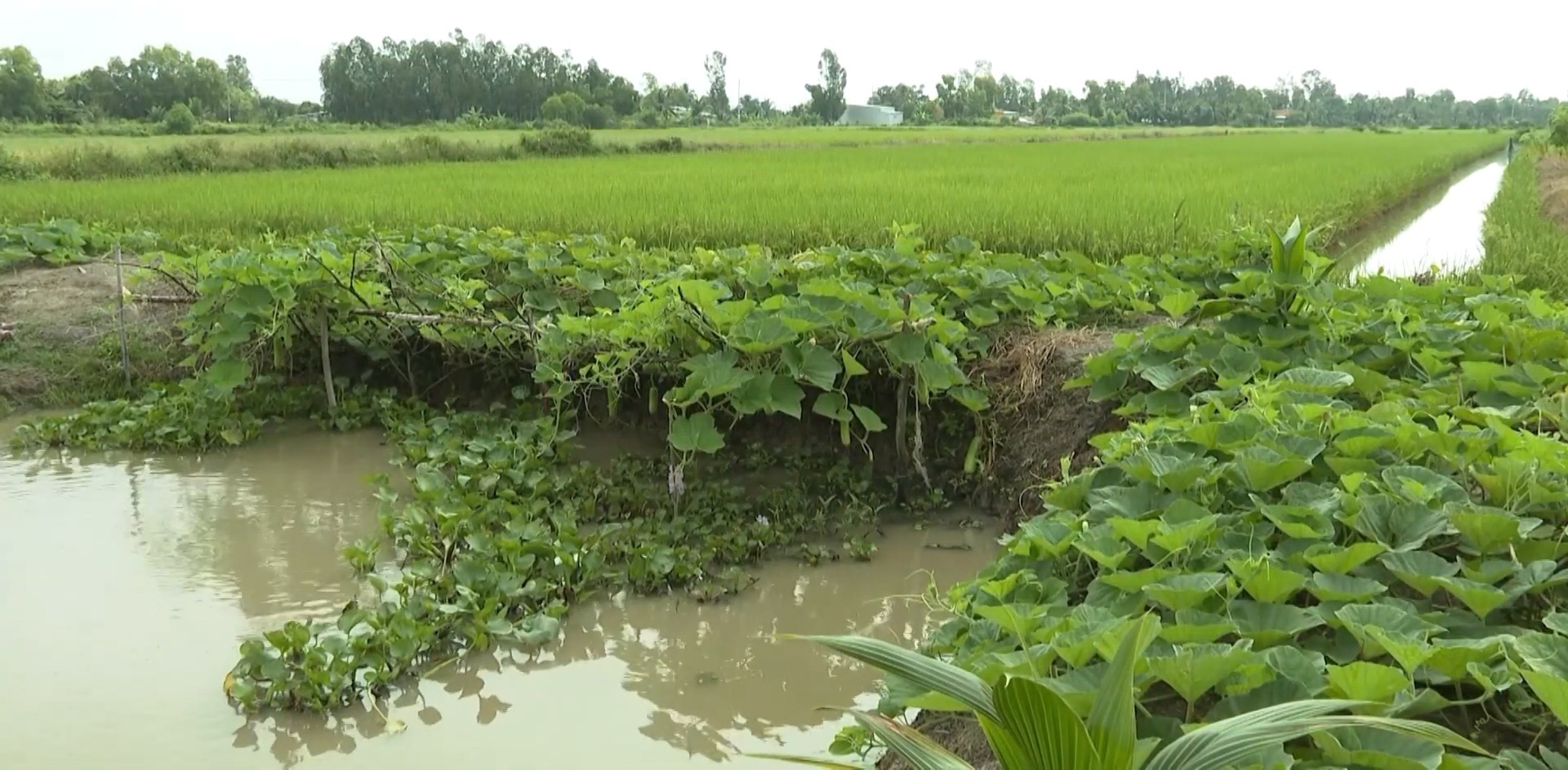 Bạc Liêu: Mô hình đa canh trên đất bờ vuông cho cuộc sống &quot;khấm khá&quot; - Ảnh 2.