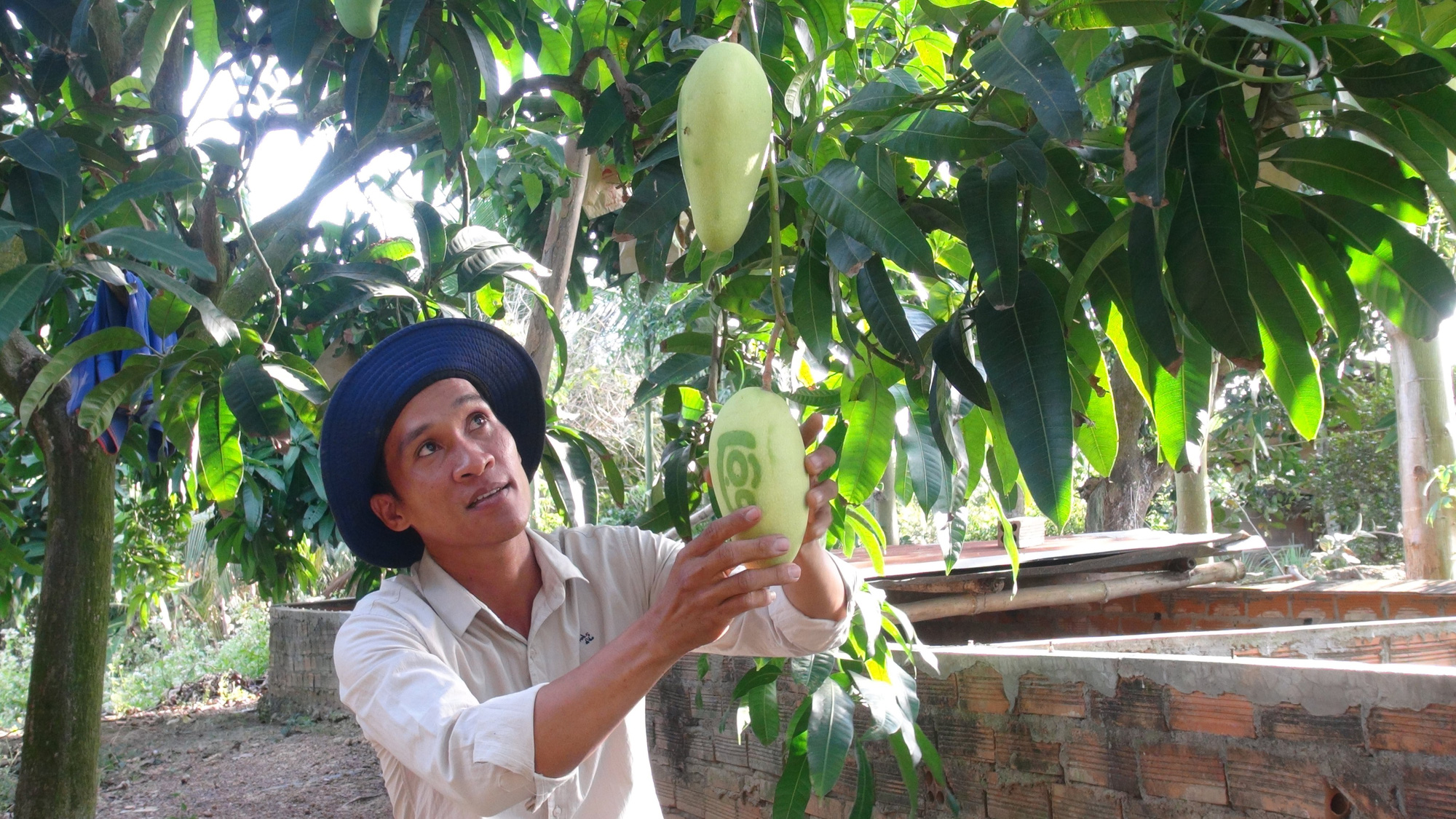 Trồng cây gì bán Tết: Xoài thư pháp ở Vũng Tàu trông như thế nào mà có bao nhiêu quả khách đặt hết bấy nhiêu? - Ảnh 1.