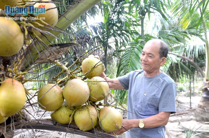 Nông dân Trần Thanh Khởi Thu nhập ổn định từ trồng dừa xiêm xanh lùn