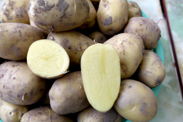 Nam Định: Trồng giống khoai tây từ Hà Lan, nông dân thu nhập hàng trăm triệu - Ảnh 6.