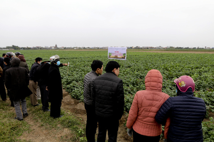 Nam Định: Trồng giống khoai tây từ Hà Lan, nông dân thu nhập hàng trăm triệu - Ảnh 1.