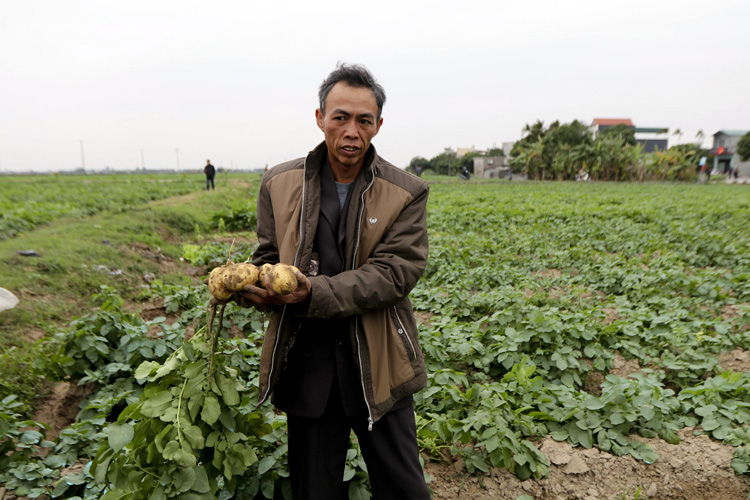 Nam Định: Trồng giống khoai tây từ Hà Lan, nông dân thu nhập hàng trăm triệu - Ảnh 4.