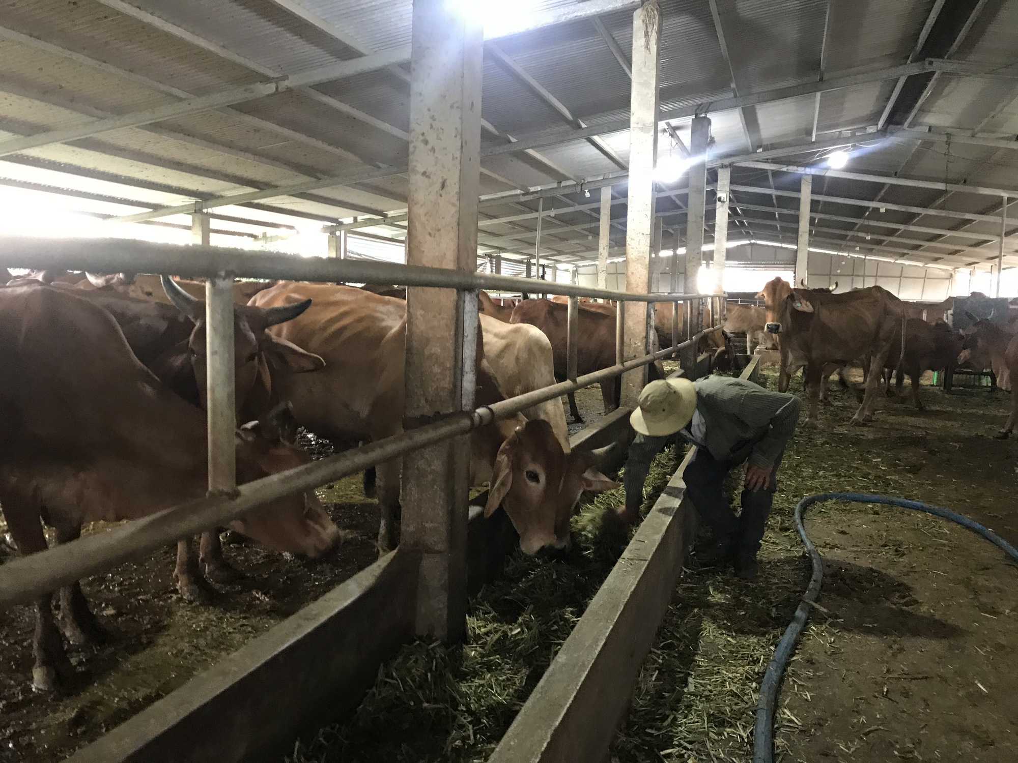 Cận cảnh trang trại nuôi bò "khủng" lấy phân giúp nông dân Đồng Nai lời 1 tỷ mỗi năm - Ảnh 13.
