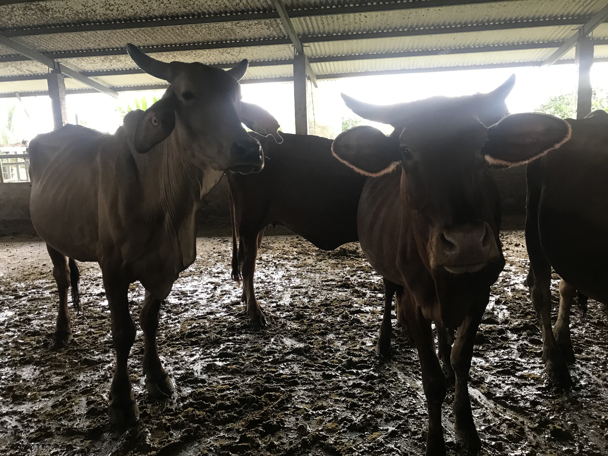 Cận cảnh trang trại nuôi bò "khủng" lấy phân giúp nông dân Đồng Nai lời 1 tỷ mỗi năm - Ảnh 12.
