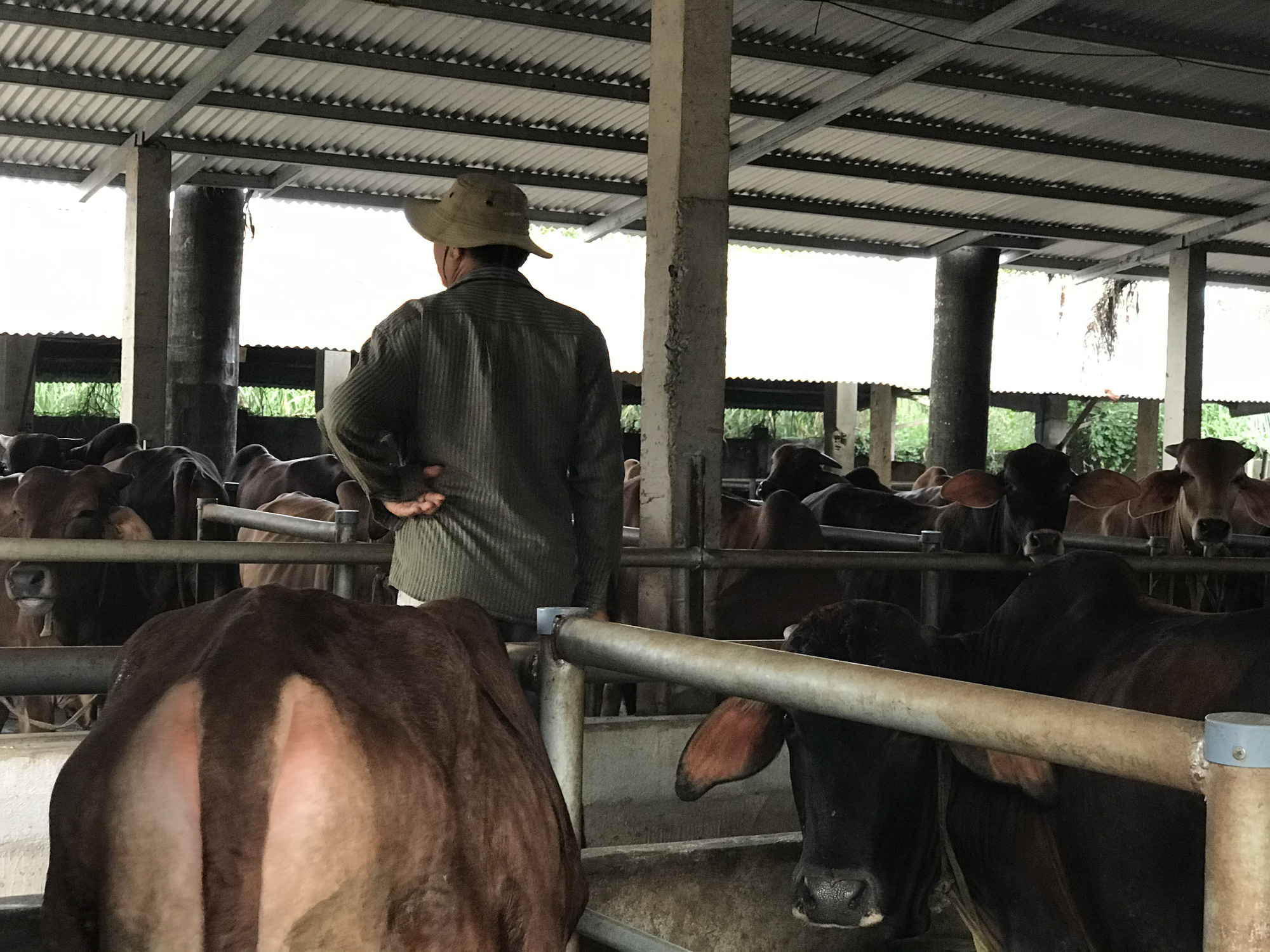 Cận cảnh trang trại nuôi bò "khủng" lấy phân giúp nông dân Đồng Nai lời 1 tỷ mỗi năm - Ảnh 9.