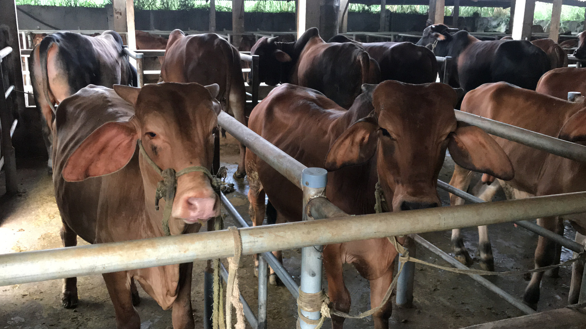 Cận cảnh trang trại nuôi bò "khủng" lấy phân giúp nông dân Đồng Nai lời 1 tỷ mỗi năm - Ảnh 2.