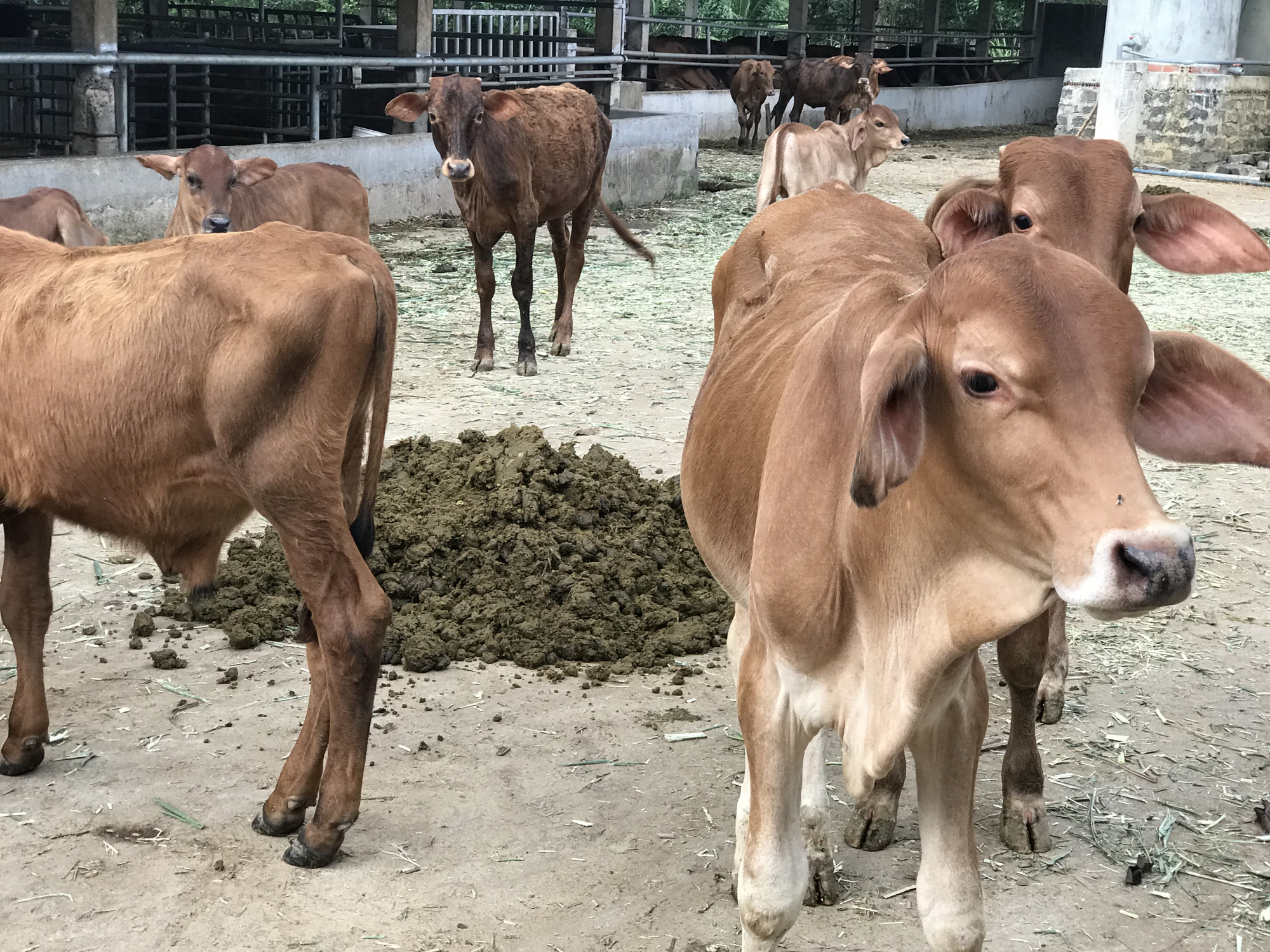 Cận cảnh trang trại nuôi bò "khủng" lấy phân giúp nông dân Đồng Nai lời 1 tỷ mỗi năm - Ảnh 4.