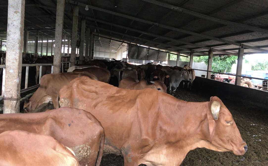 Cận cảnh trang trại nuôi bò "khủng" lấy phân giúp nông dân Đồng Nai lời 1 tỷ mỗi năm - Ảnh 11.