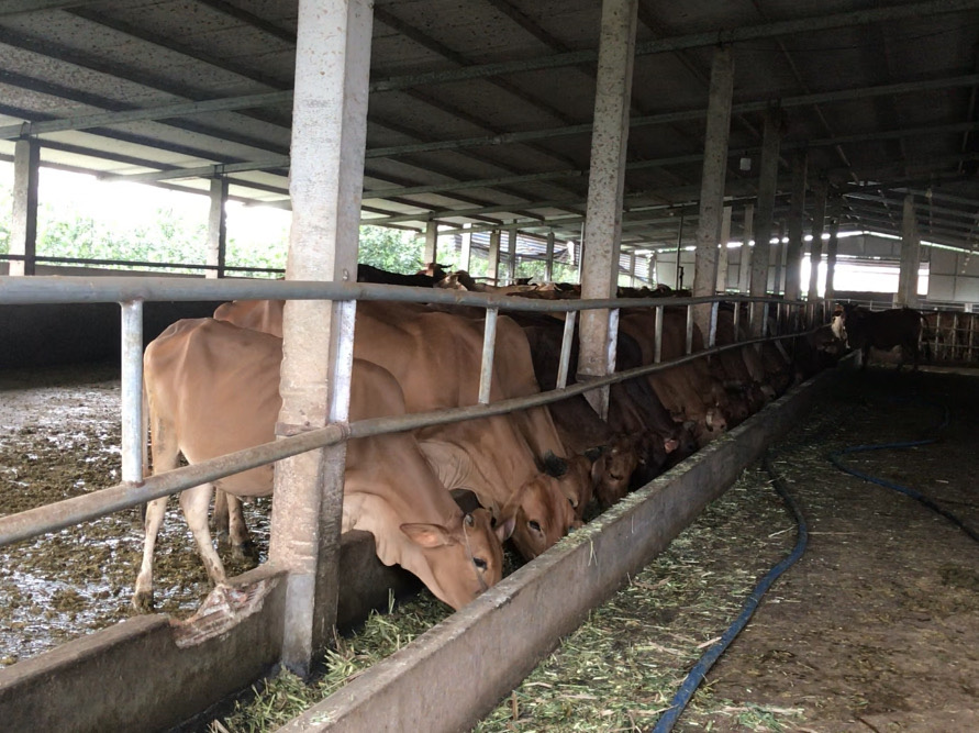 Cận cảnh trang trại nuôi bò "khủng" lấy phân giúp nông dân Đồng Nai lời 1 tỷ mỗi năm - Ảnh 14.