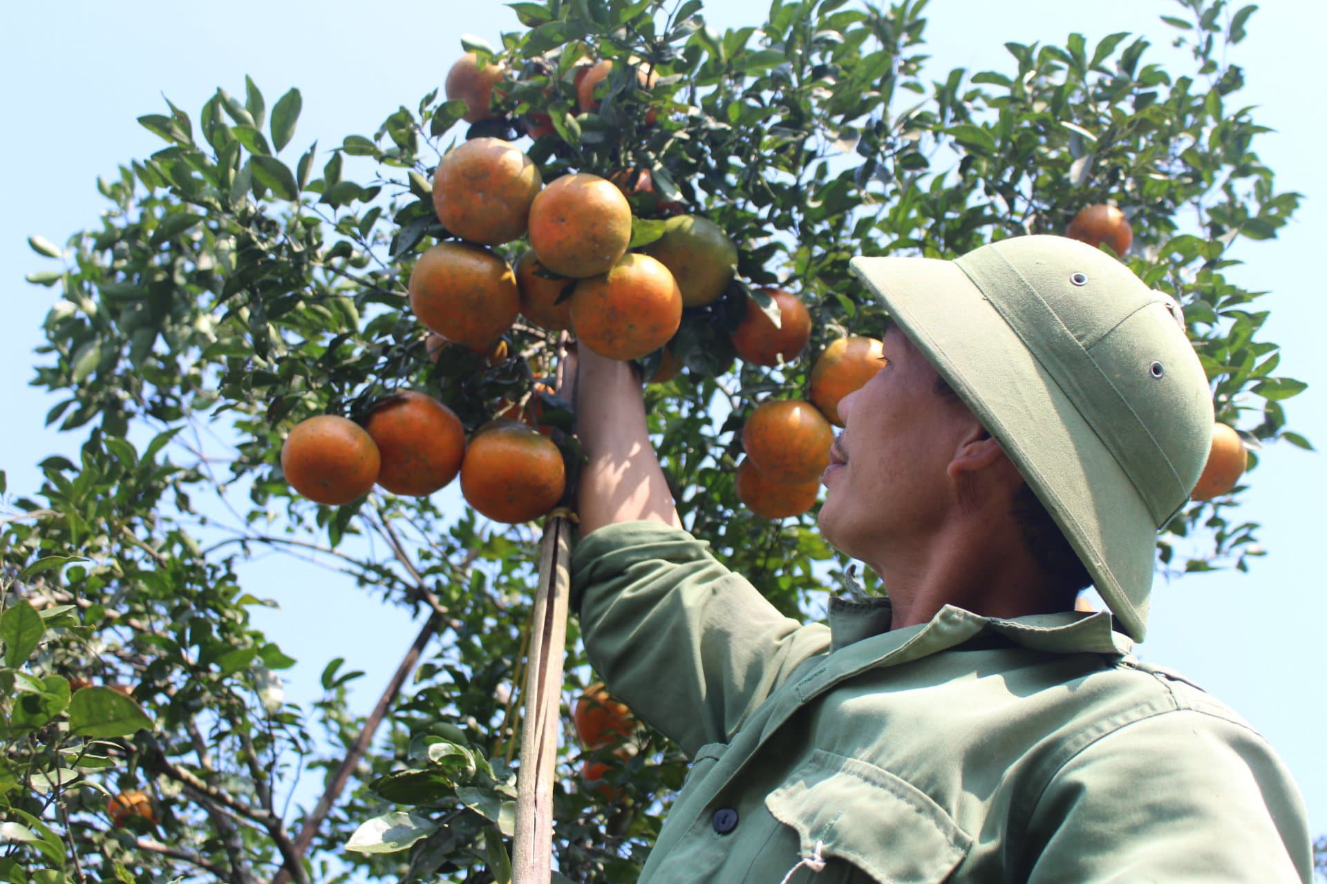 Hà Tĩnh: Cam bù &quot;đế vương&quot; chín đỏ rực khắp các triền đồi chờ tết - Ảnh 7.