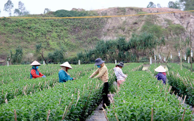 Đà Nẵng: Sát Tết mà các làng hoa vẫn vắng bóng thương lái, nông dân ruột nóng như lửa - Ảnh 1.