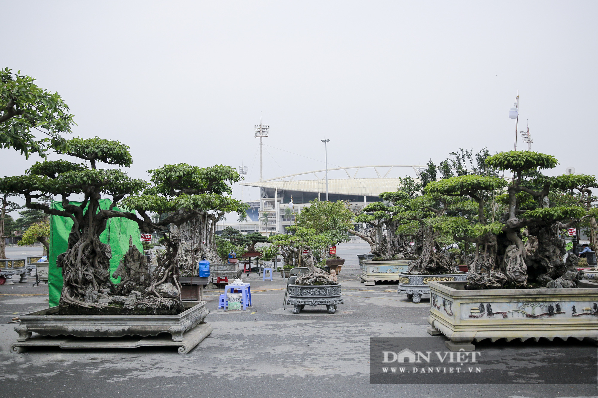 Mãn nhãn với những chậu bonsai quý hiếm tại Festival Sinh vật cảnh Hà Nội - Ảnh 1.