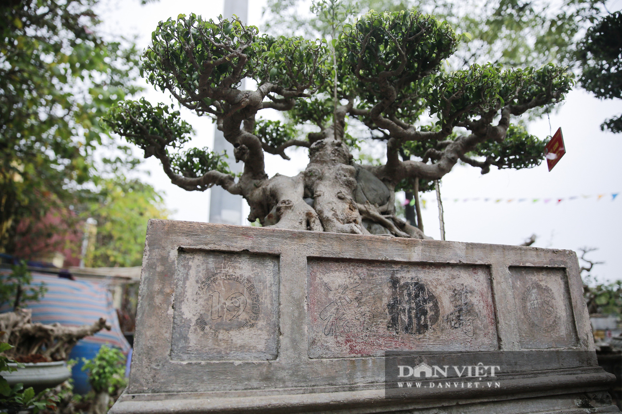 Mãn nhãn với những chậu bonsai quý hiếm tại Festival Sinh vật cảnh Hà Nội - Ảnh 10.