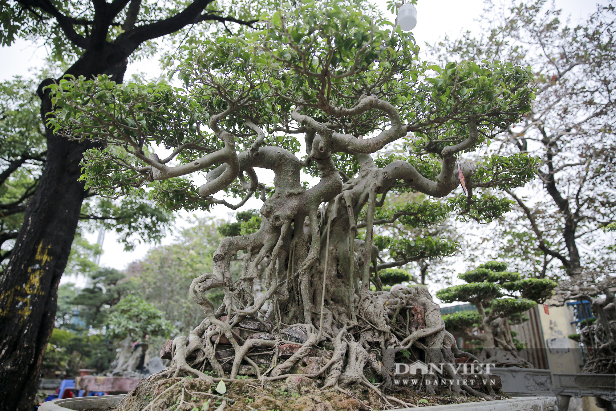 Mãn nhãn với những chậu bonsai quý hiếm tại Festival Sinh vật cảnh Hà Nội - Ảnh 11.