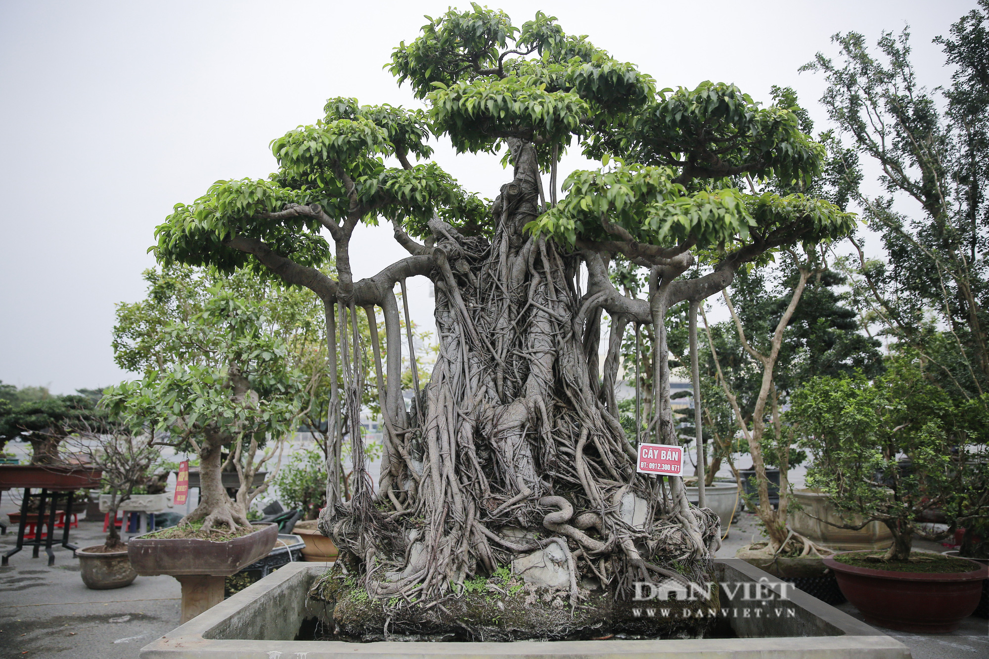 Mãn nhãn với những chậu bonsai quý hiếm tại Festival Sinh vật cảnh Hà Nội - Ảnh 5.