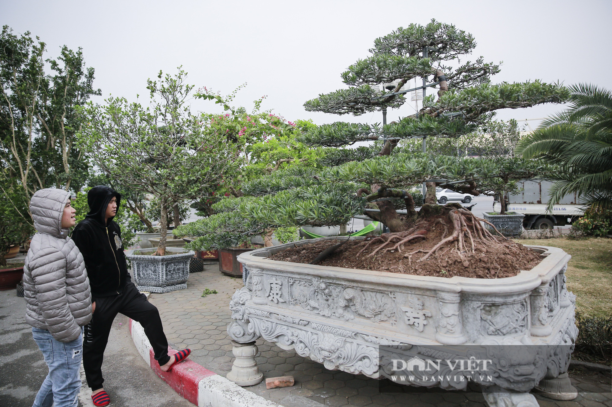 Mãn nhãn với những chậu bonsai quý hiếm tại Festival Sinh vật cảnh Hà Nội - Ảnh 8.