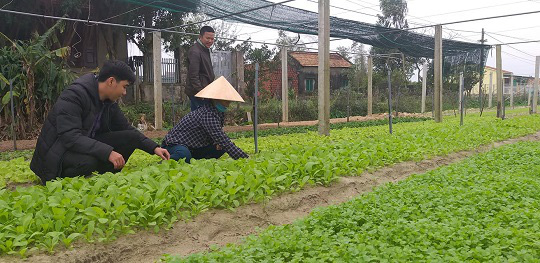 Xây dựng chuỗi giá trị rau, củ, quả ở huyện Quảng Ninh (Quảng Bình): Tiêu thụ dễ, thu nhập tăng - Ảnh 1.