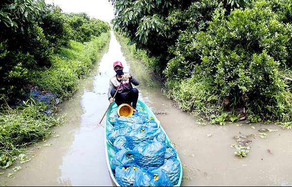 Kiên Giang: Cây hạnh là loài cây gì mà một ông nông dân trồng 5ha, hái 1 tấn trái/ngày, lời 1 tỷ đồng/năm? - Ảnh 1.