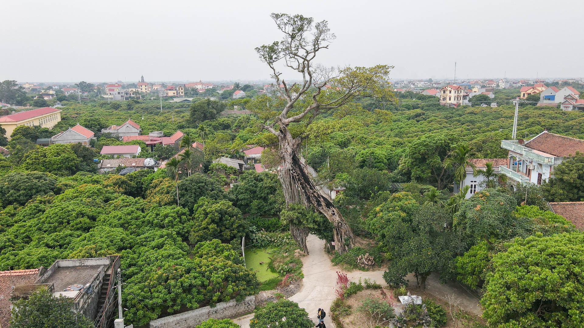 Cây đa 500 tuổi có bộ rễ khủng tạo thành cổng làng &quot;độc&quot; nhất ở Hưng Yên - Ảnh 2.