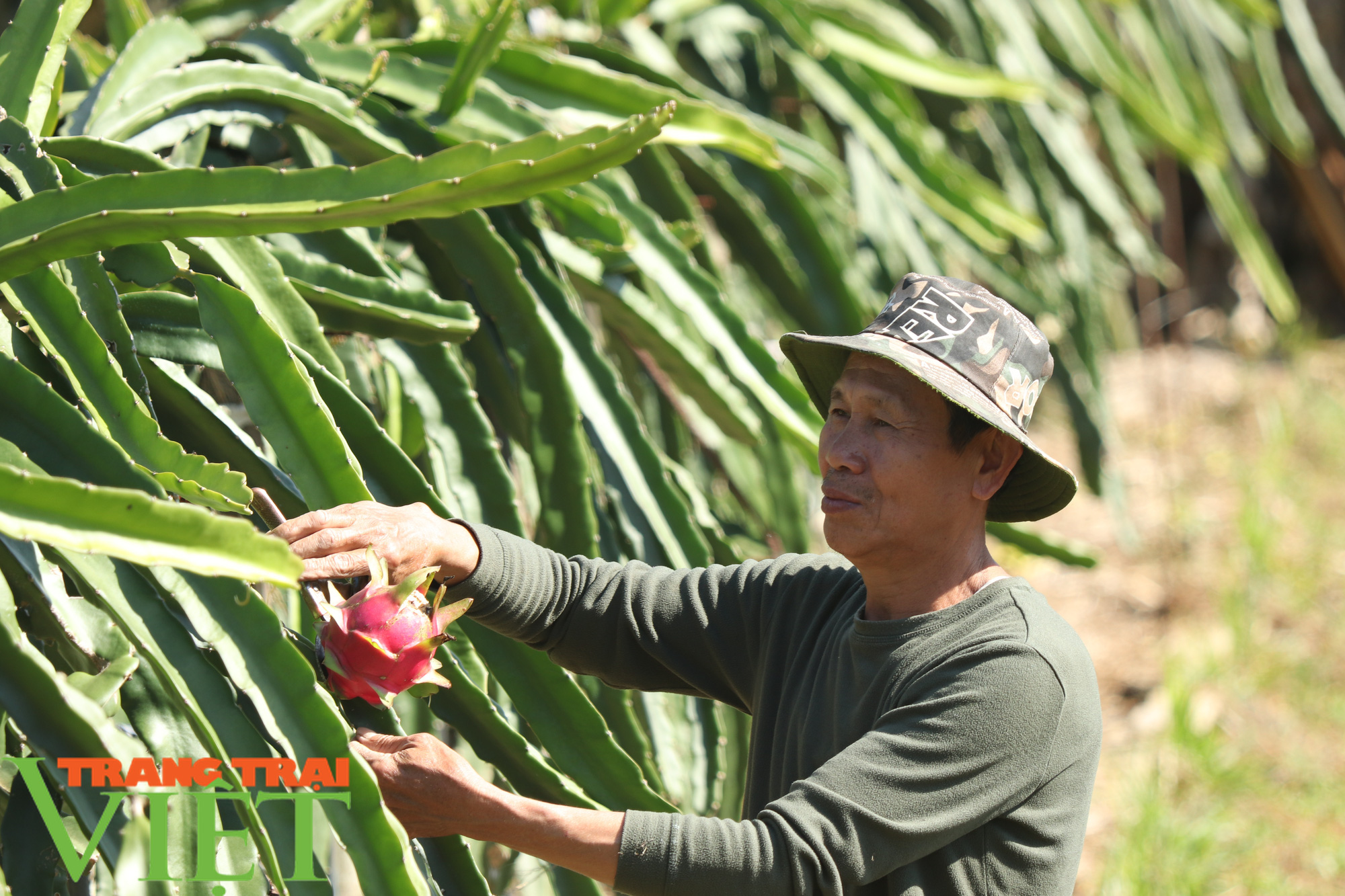 Nông thôn Thuận Châu ngày một khởi sắc - Ảnh 5.